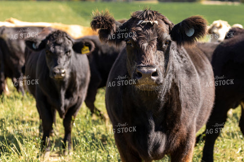 Crossbred Cattle 90091