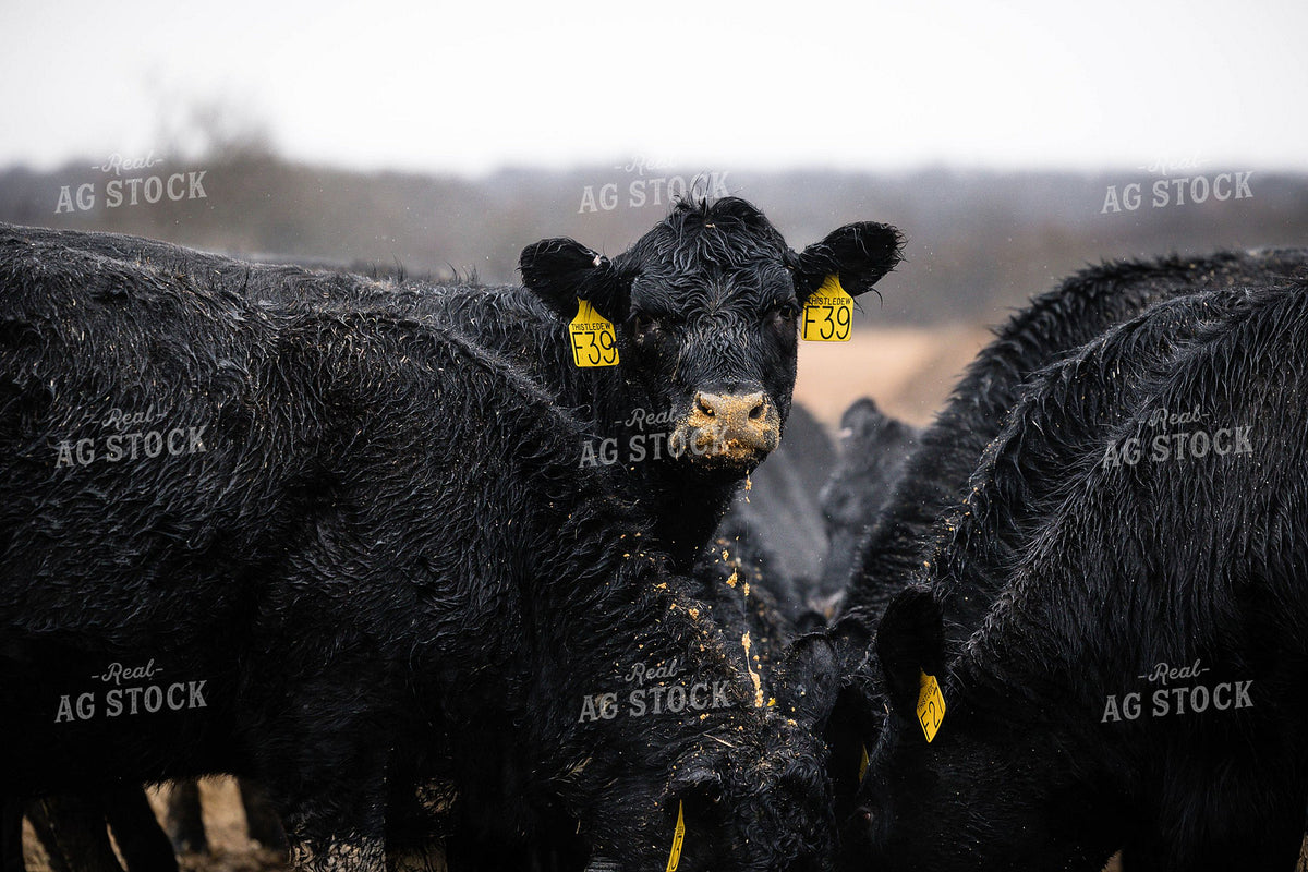 Black Angus Cattle with Yellow Ear Tags in Winter Conditions 404028