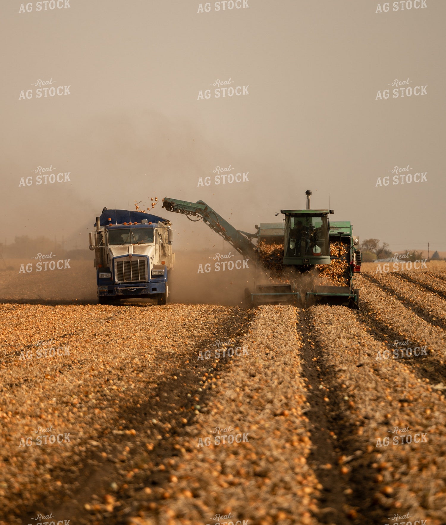 Onion Harvest 185173