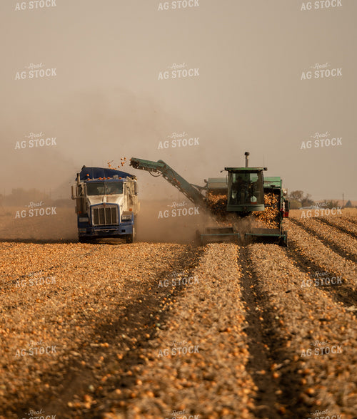 Onion Harvest 185173
