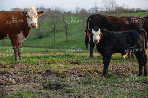 Black Baldy Calf 189028