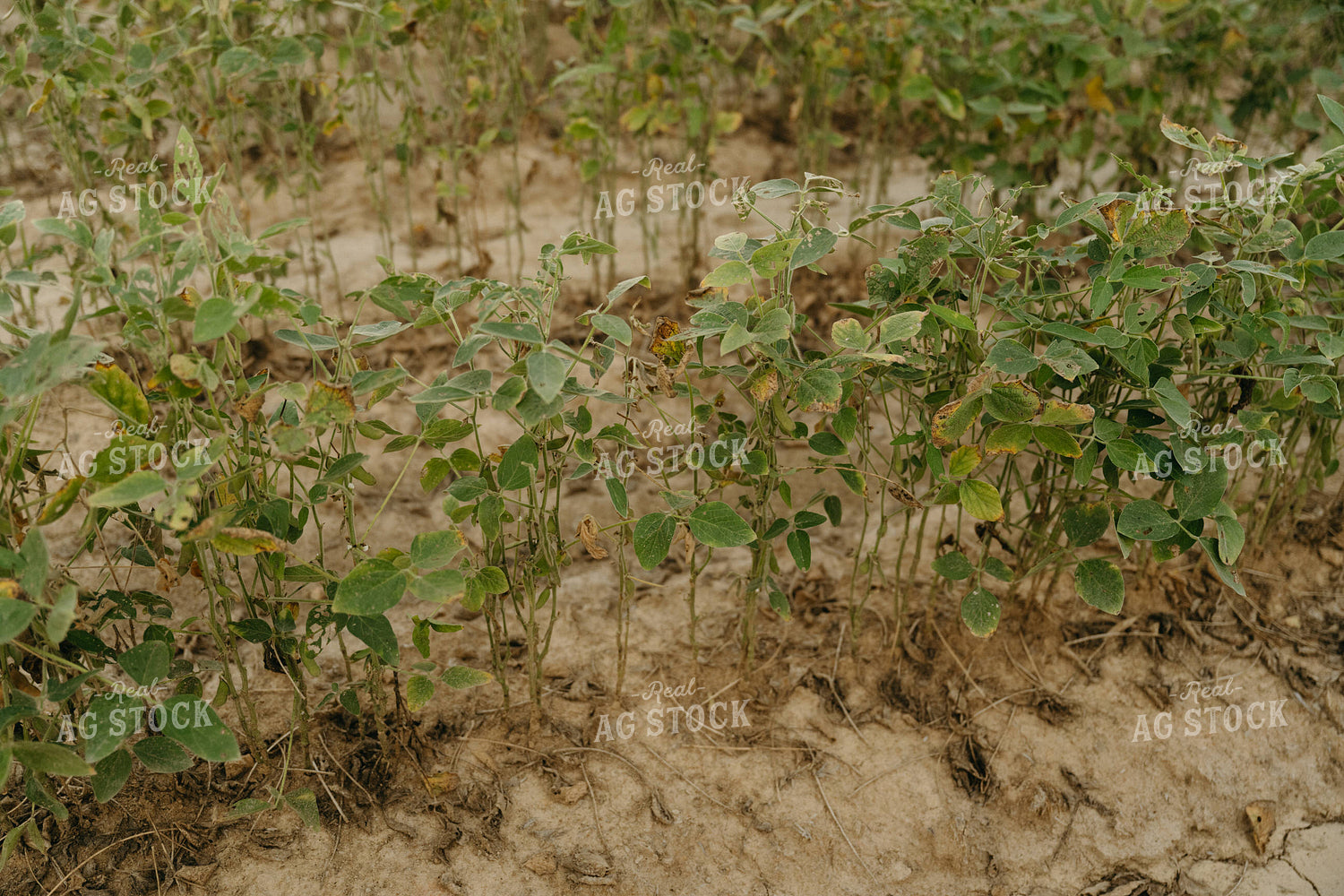 Damaged Soybeans 125260