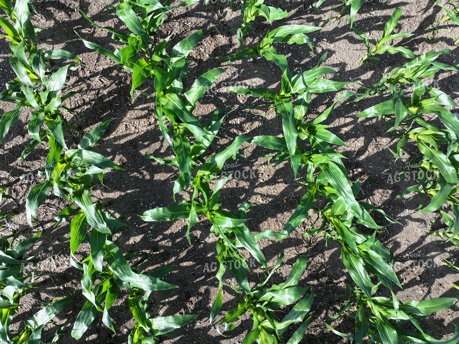Midseason Corn Field 141309