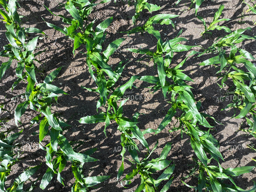 Midseason Corn Field 141309