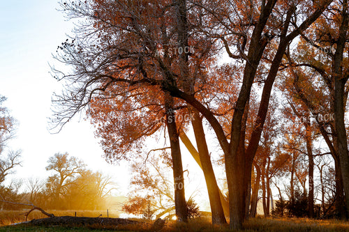 Scenic Tree Landscape 123002