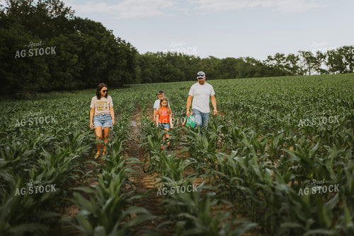 Farm Family Checking Corn 8731