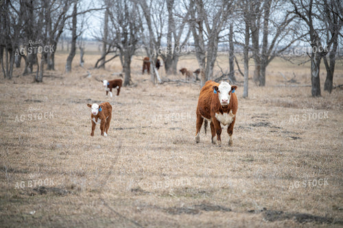 Hereford Cow Calf Pair 212022