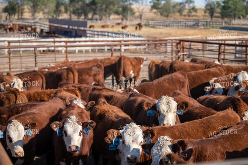 Hereford Cattle in Pen 212164