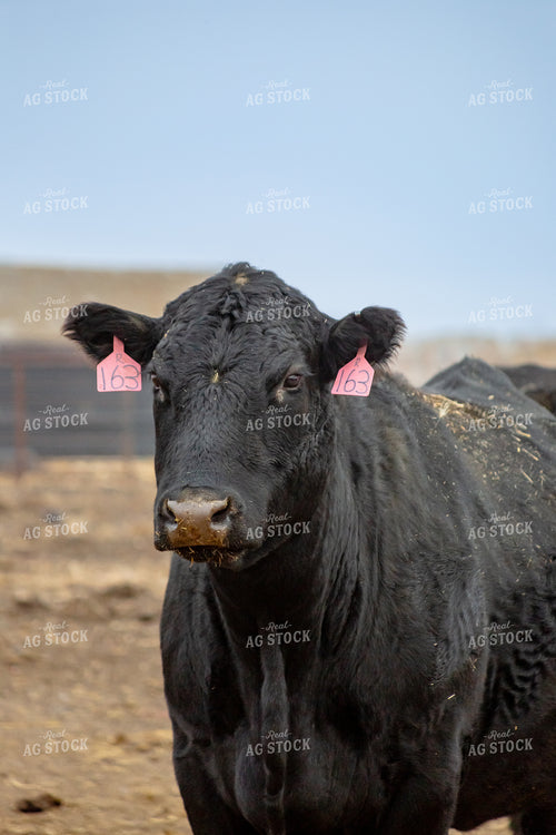 Angus Cow 155338