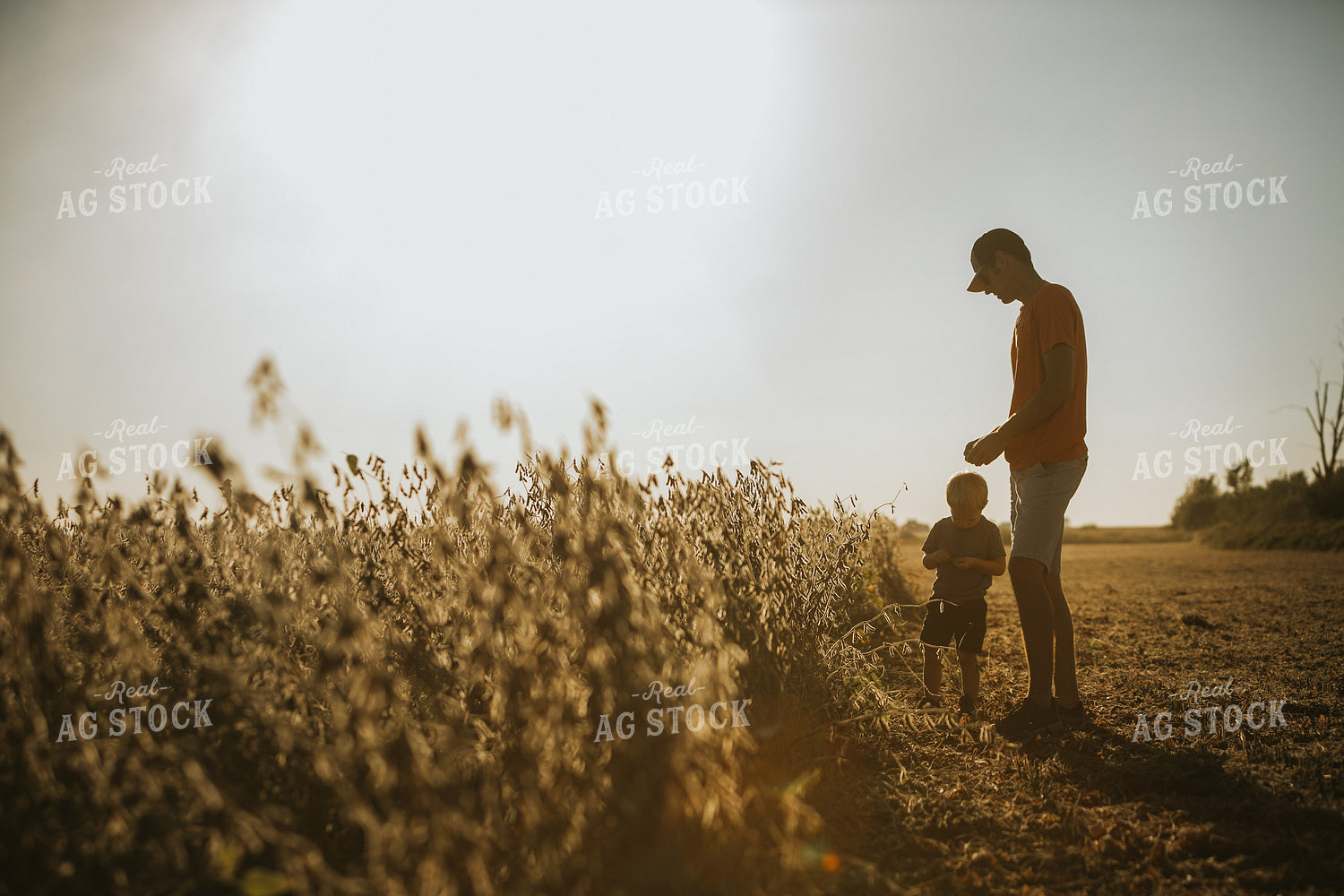 Farmer and Son Walking Along Half Harvested Soybean Field 4790