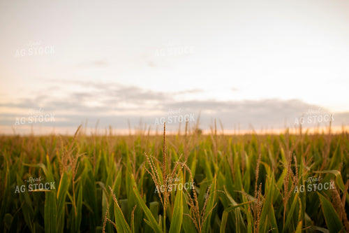 Corn - Mid-Season 2347