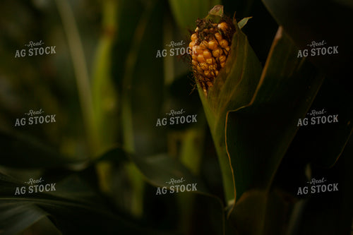 Corn - Mid-Season 2295