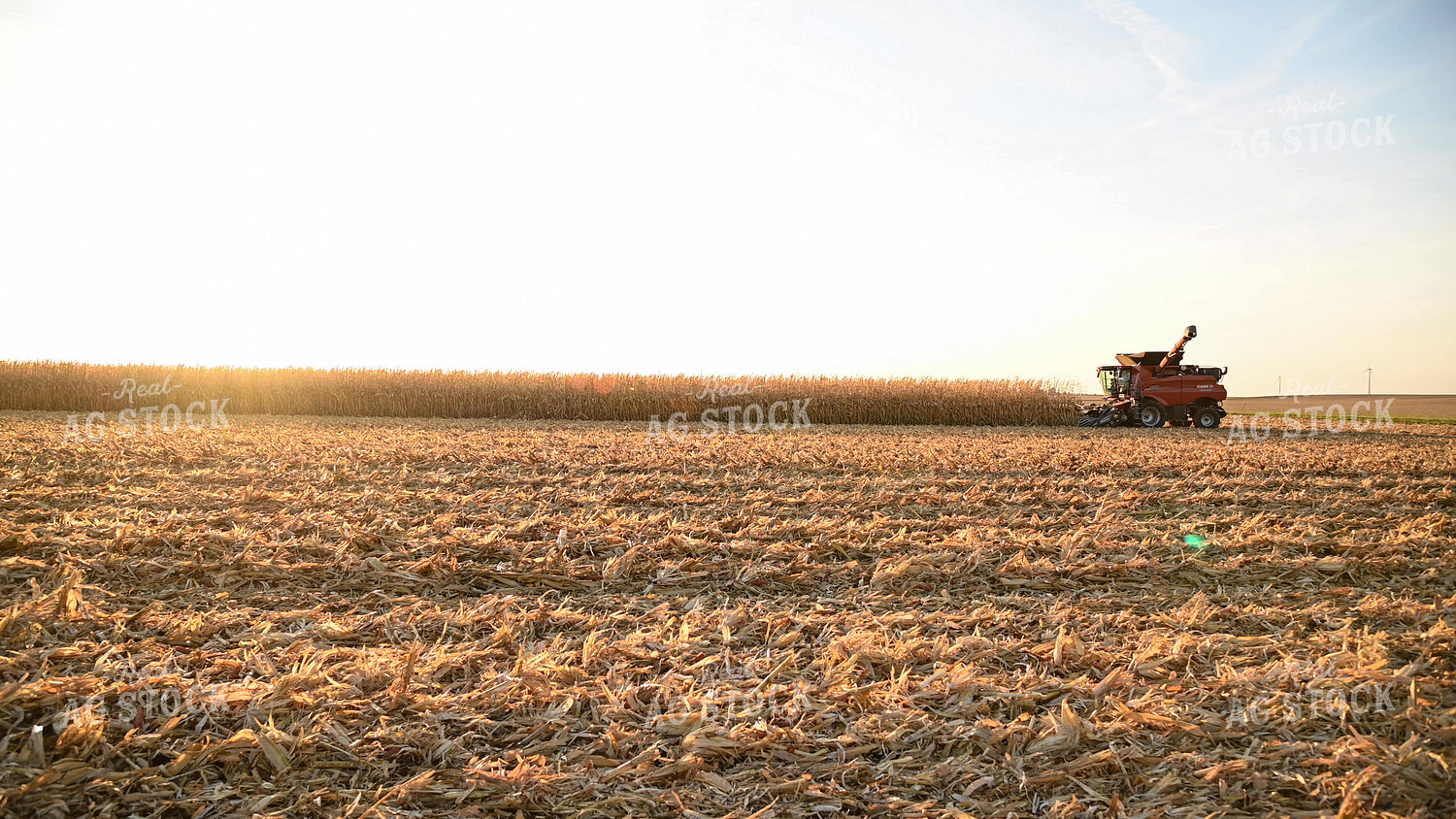 Combine Harvesting Corn at Sunset 25788