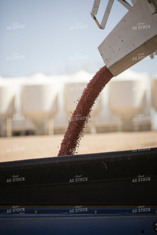 Treating Seed 135072