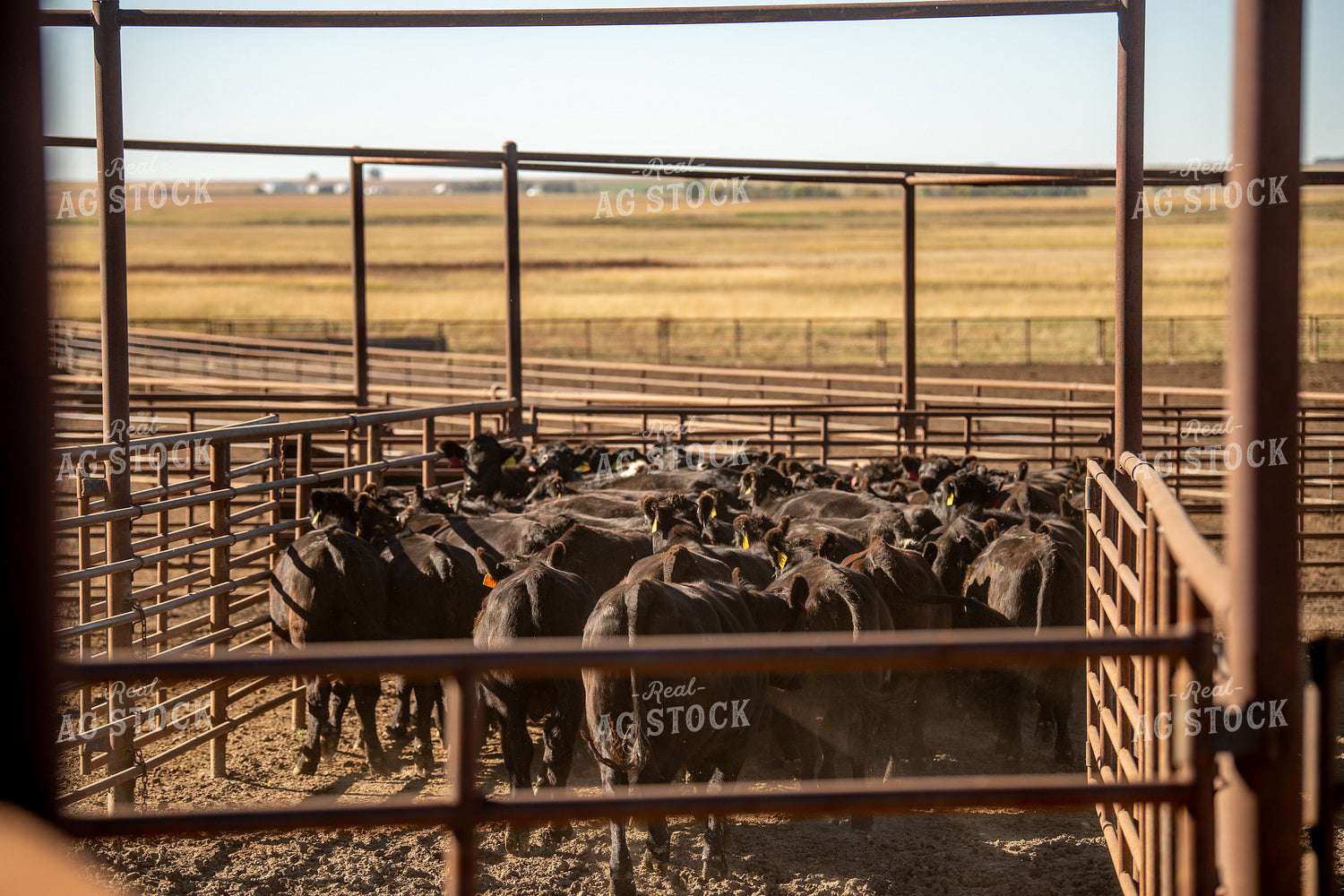 Cattle in Loading Chute 212092