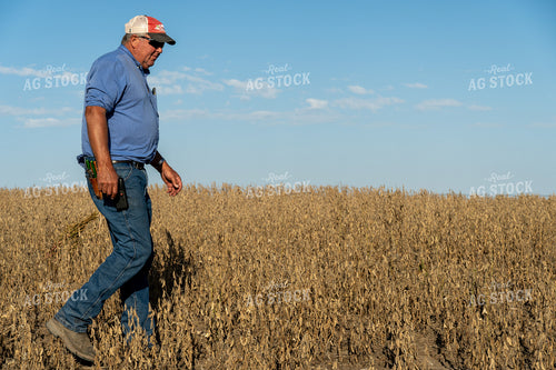 Farmer in Hail Damaged Soybean Field 65076