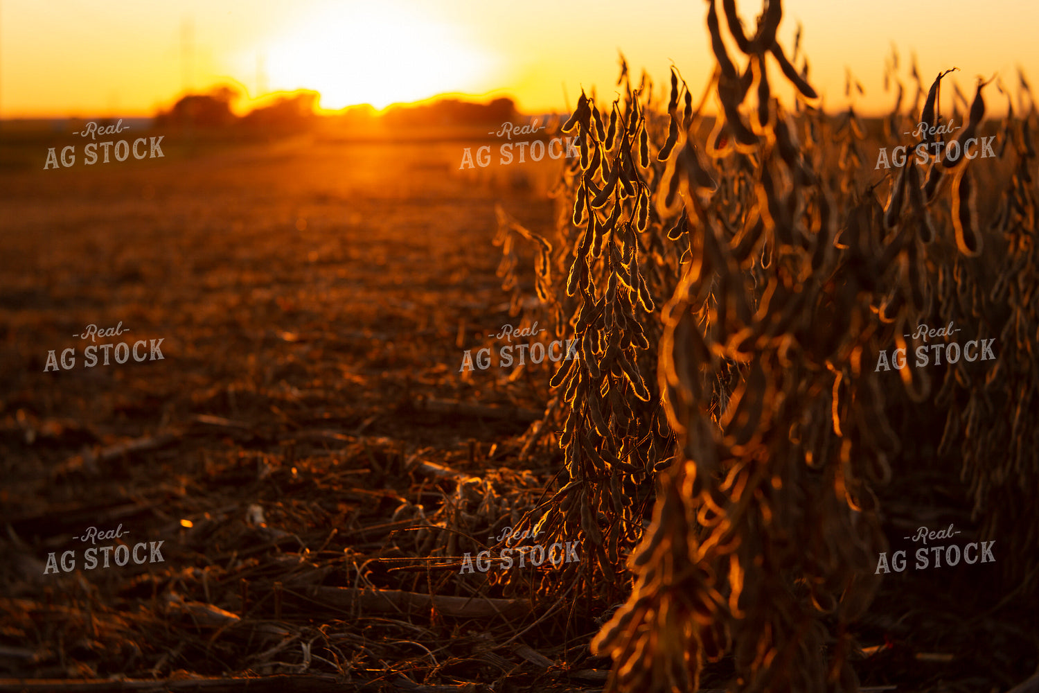Soybeans - Dry 2481