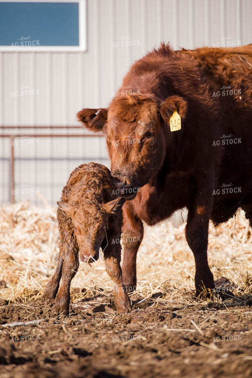 Angus Cow and Calf 97122