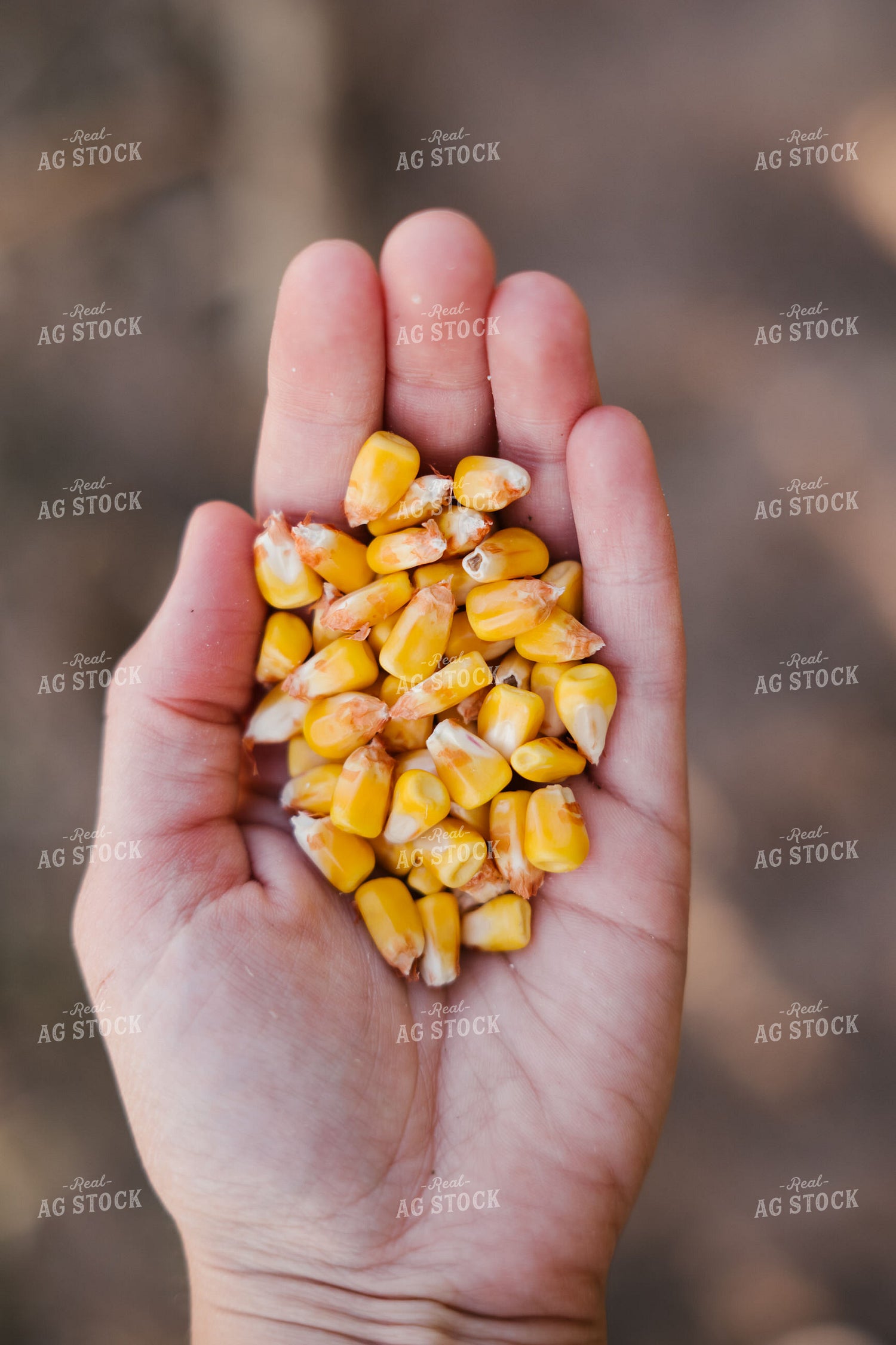 Corn Kernels 137097