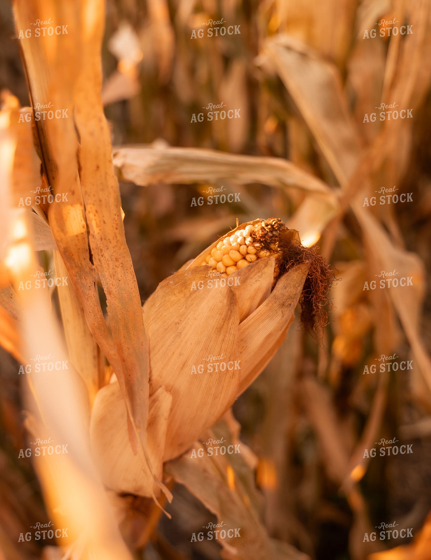 Corn in Field 185120