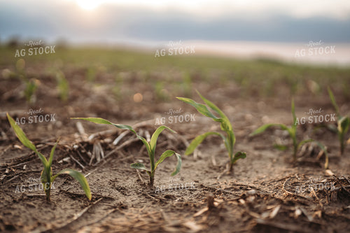 Early Corn Growth 196071