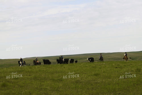 Herding Cattle 284000