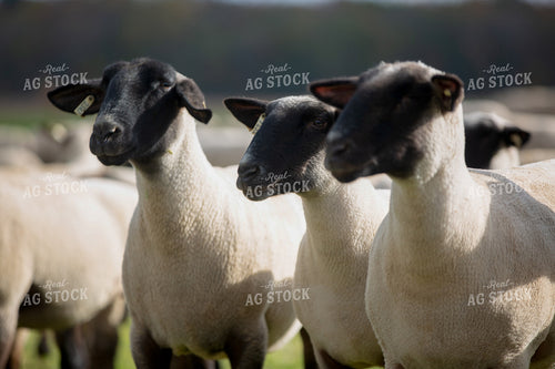 Sheep in Pasture 90065