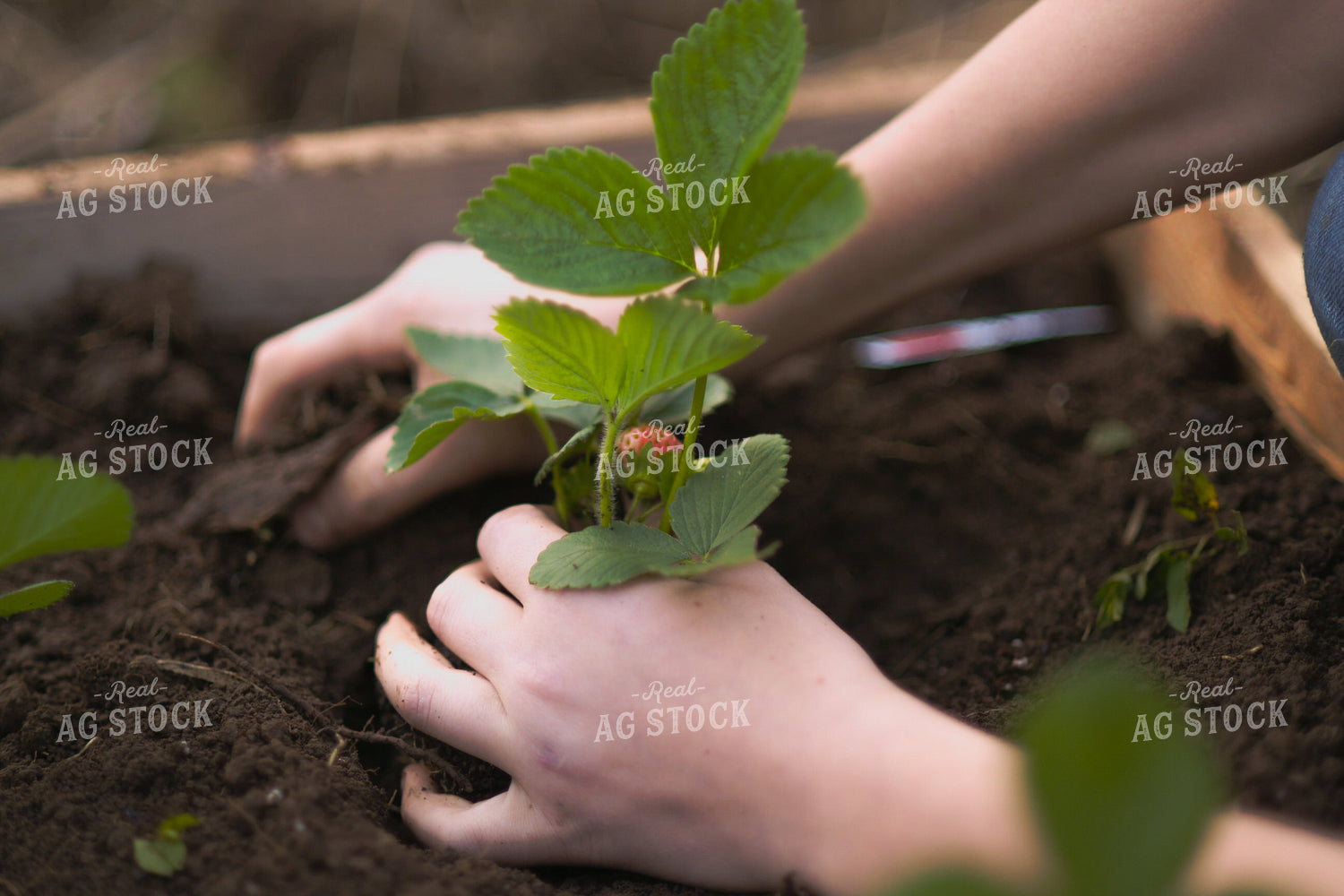 Planting Strawberry Plant 191084