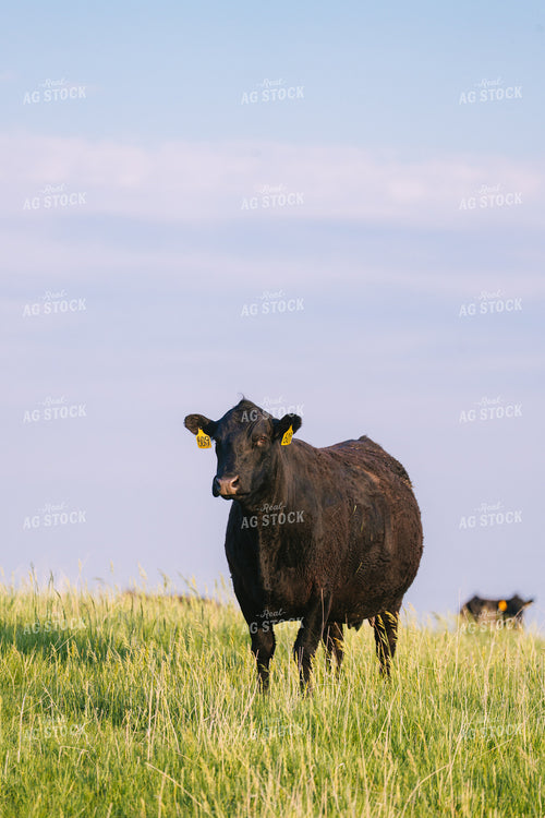 Black Angus Cattle on Pasture 68243