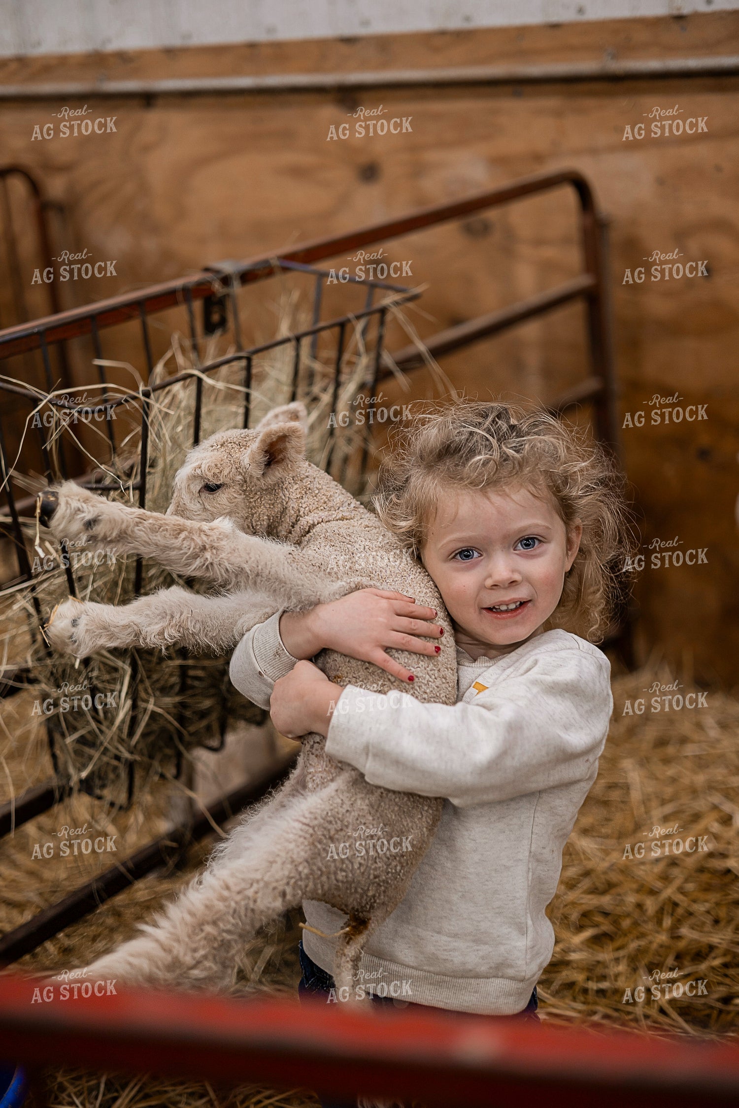 Farm Kid Holding Lamb 93366