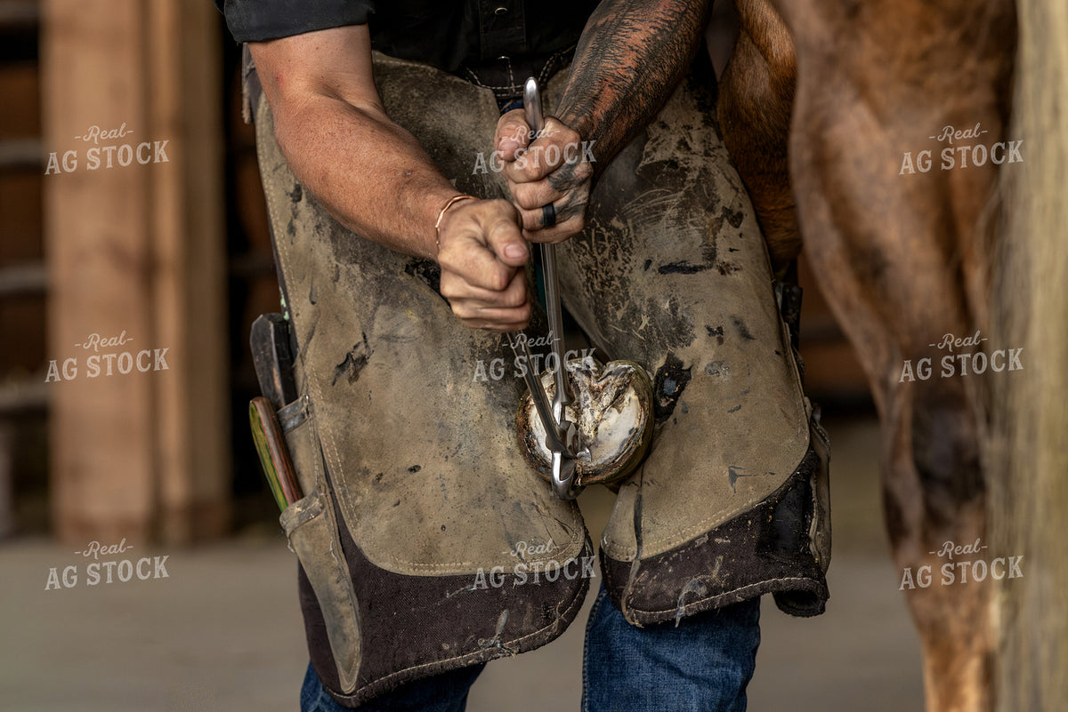 Farrier 188174