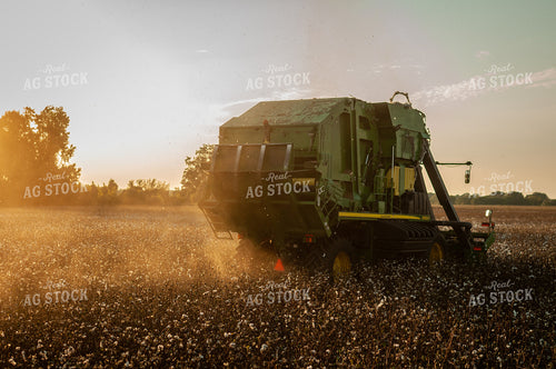 Cotton Harvest 59070