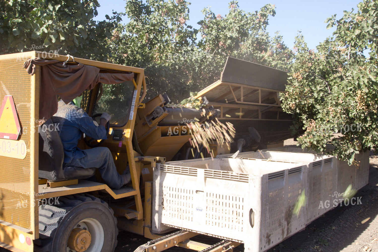 Pistachio Picking 105071