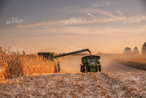 Corn Harvest 76356