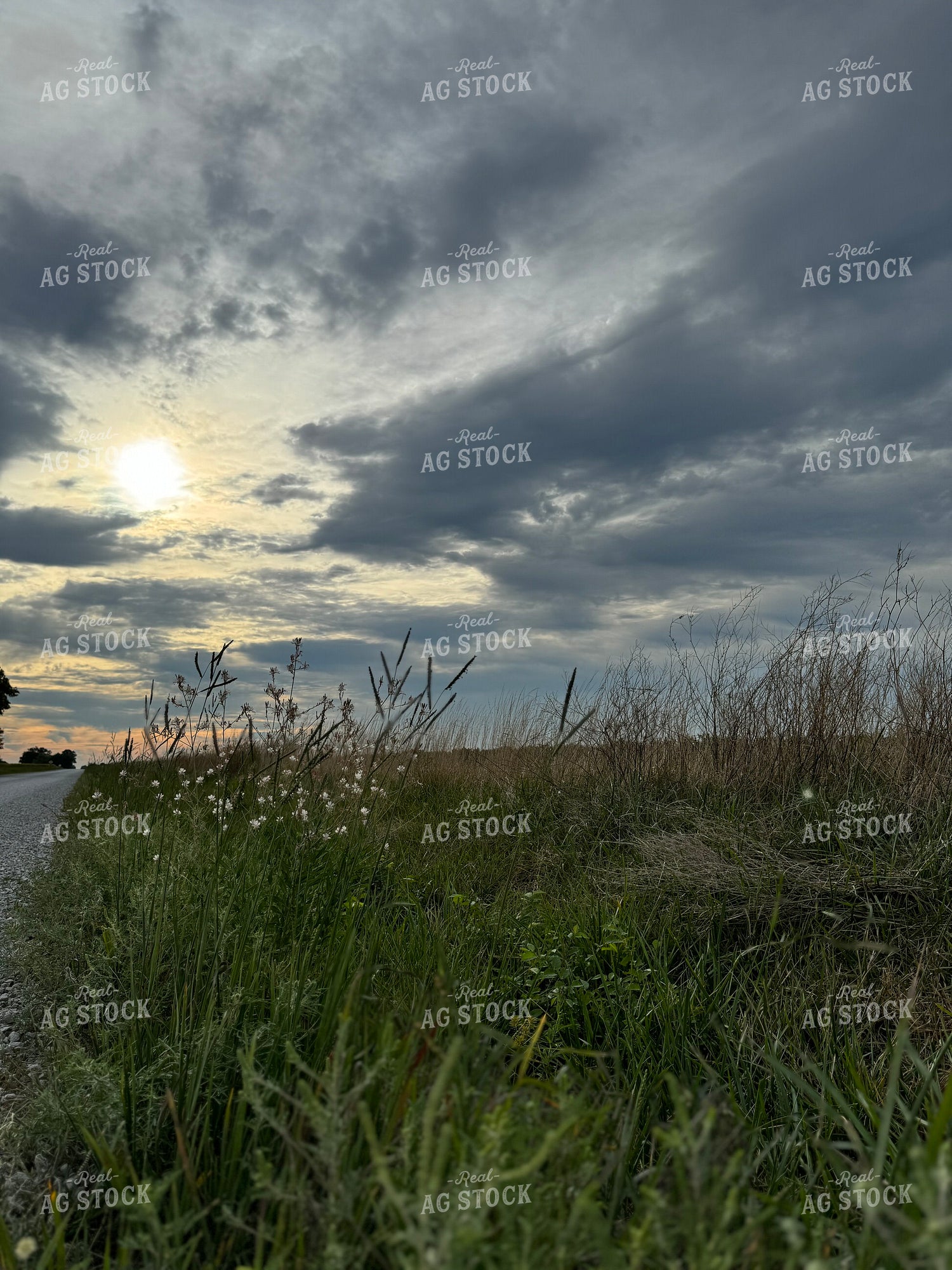 Scenic Summer Landscape 228024