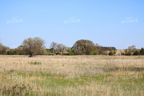 Summer Pasture 82225