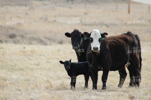 Cattle and Calf in Pasture 117004