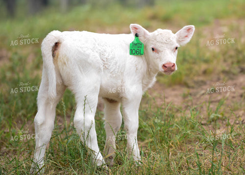 Charolais Calf 192017