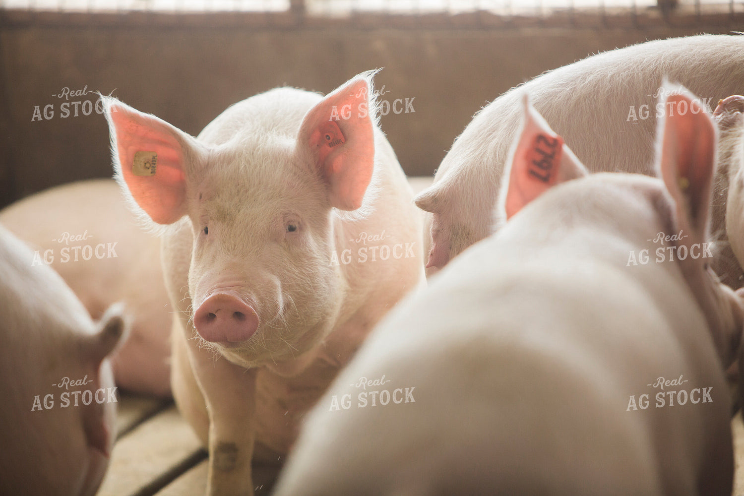 Pigs in Barn 3870