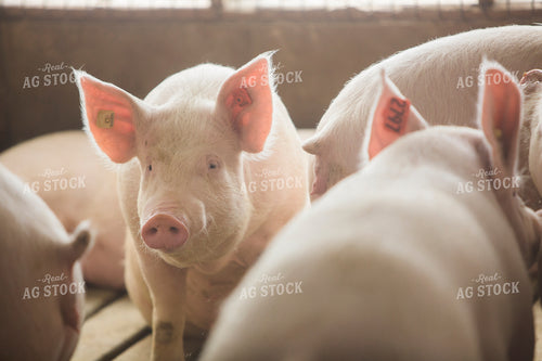 Pigs in Barn 3870