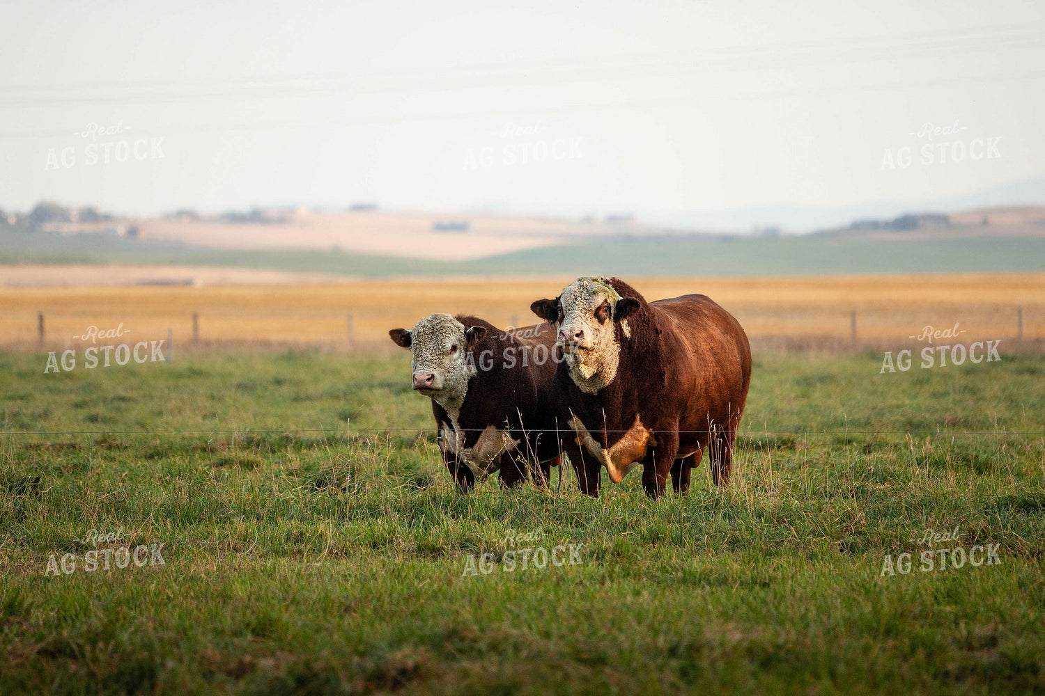 Hereford Bulls in Pasture 81027