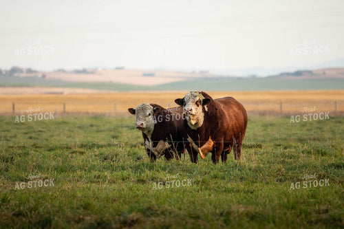 Hereford Bulls in Pasture 81027