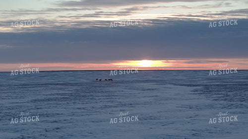 Deer on Snowy Field 239566