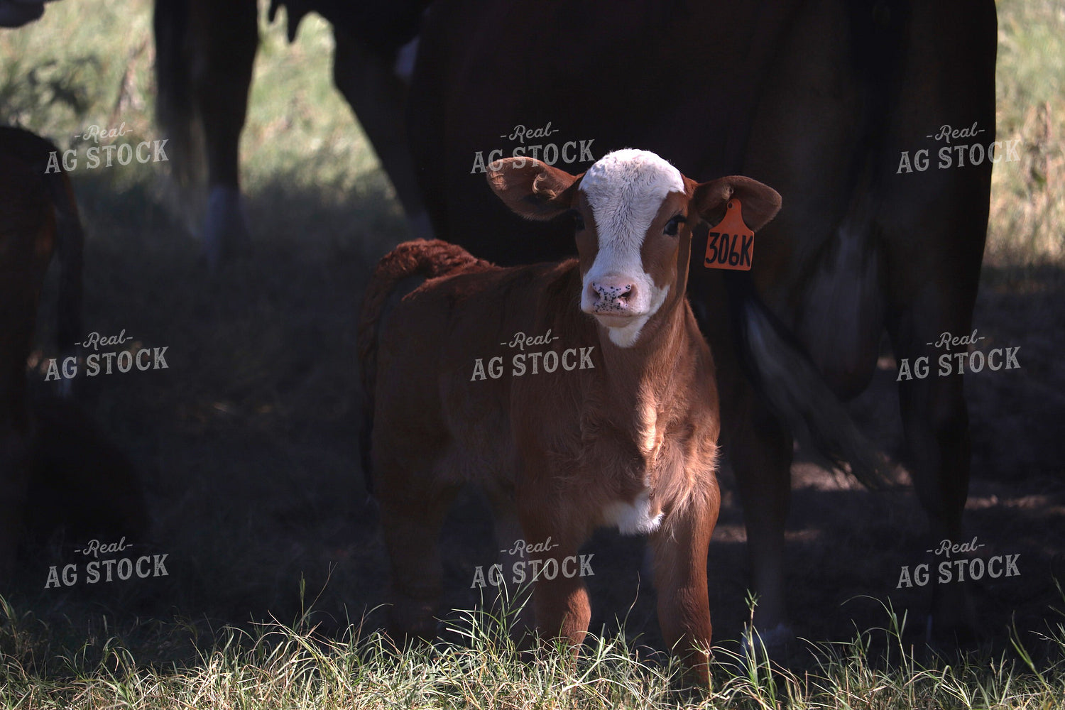 Simbrah Calf in Pasture 102013