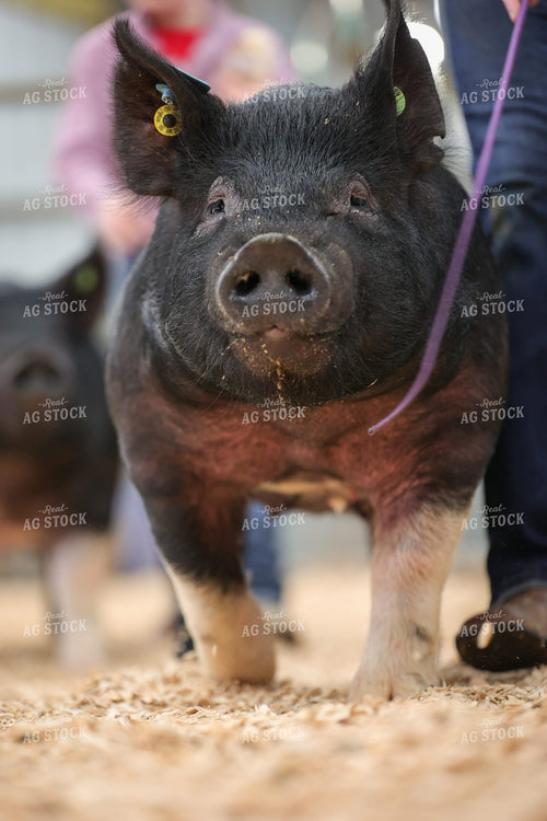 Showing Pigs 52319