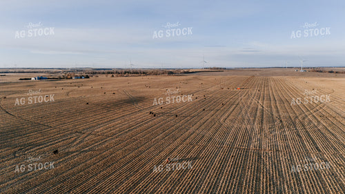 Cattle Grazing in Cornfield 77302