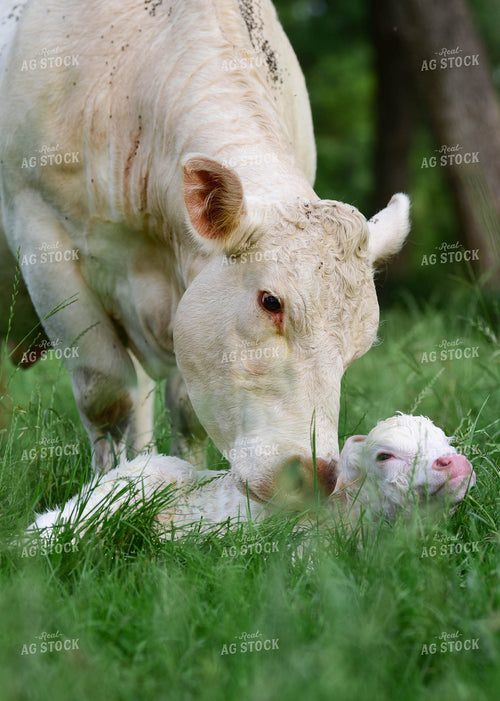 Charolais Cow with Newborn Calf 192007