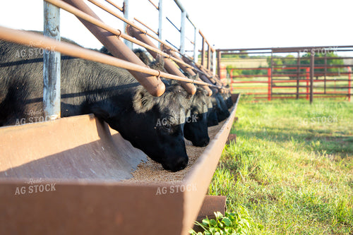 Cattle Eating from Feed Trough 208056