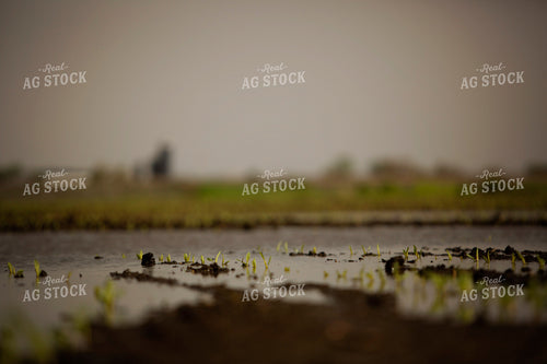 Flooded Early Growth Corn 5547