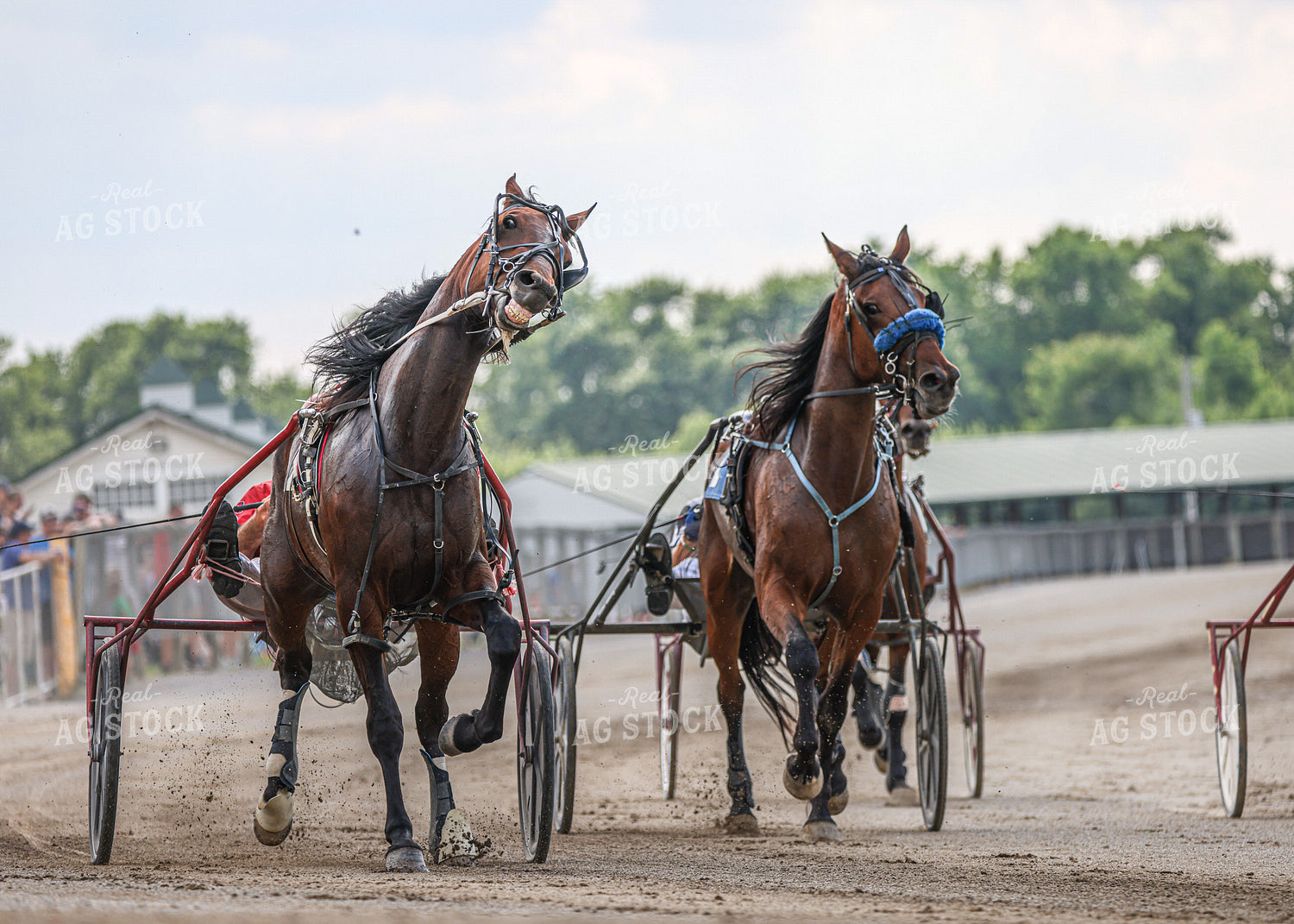Horse Racing 160258